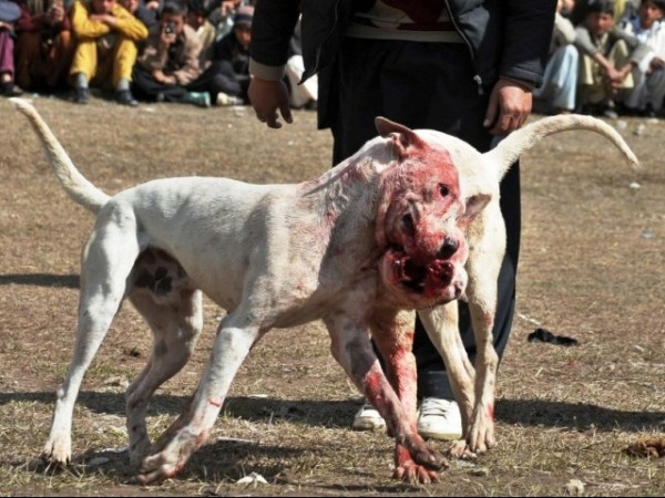 pakistani bully dog fight 2014